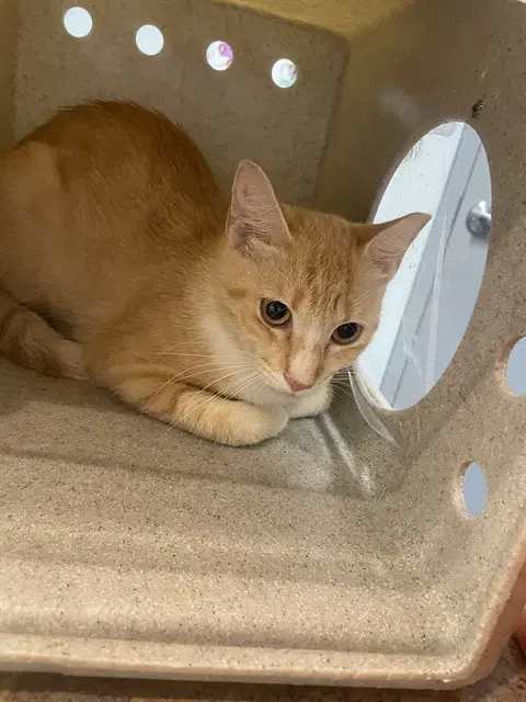 Lilly - Domestic Short Hair