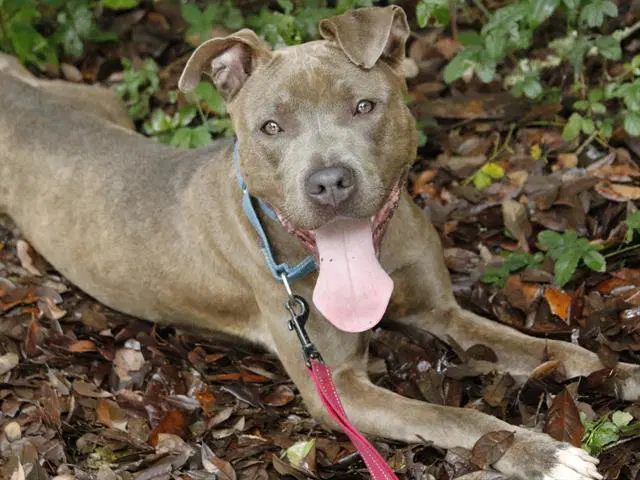 Berlin - American Staffordshire Terrier