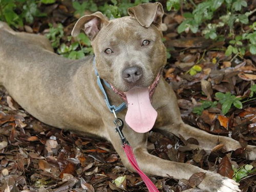 BERLIN, a dog for adoption from Tallahassee-Leon Community Animal Service Center