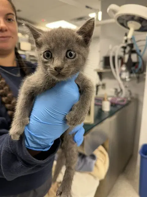 Falcon - Domestic Short Hair