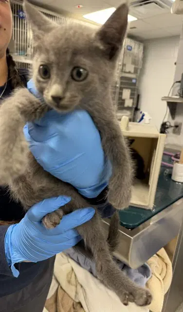 Bronco - Domestic Short Hair
