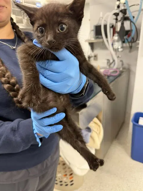 Mustang - Domestic Short Hair