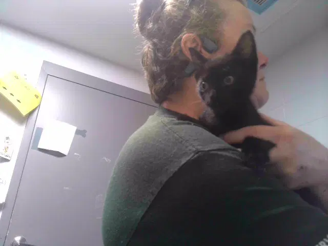 Pinto - Domestic Short Hair