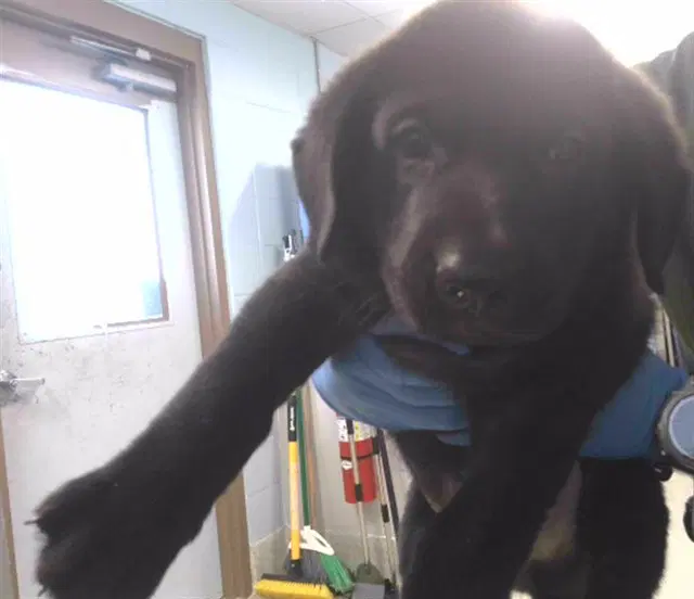 Hawk - Labrador Retriever