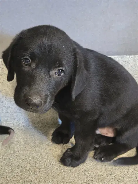 Thrasher - Labrador Retriever