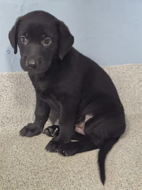 Chickadee - Labrador Retriever