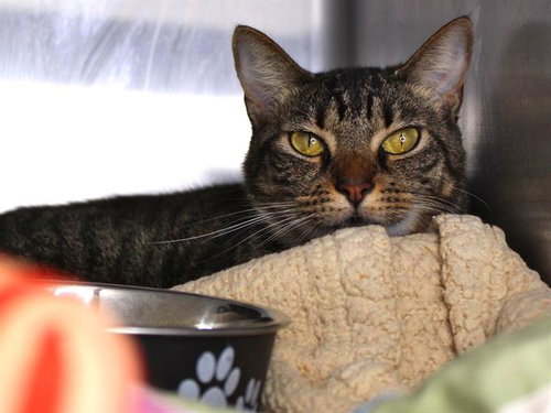 KITTY, a cat for adoption from Tallahassee-Leon Community Animal Service Center
