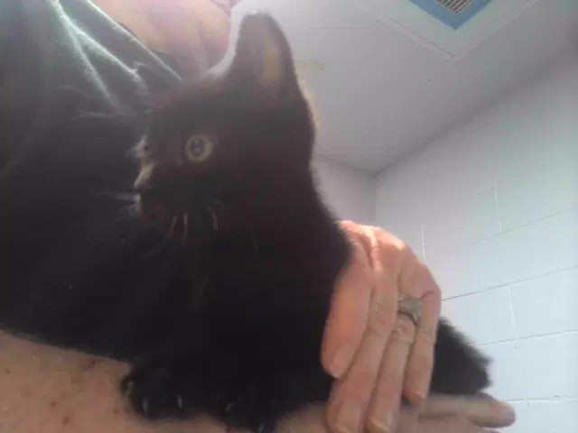 Fiesta - Domestic Short Hair
