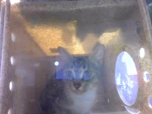 Lindsey - Domestic Short Hair