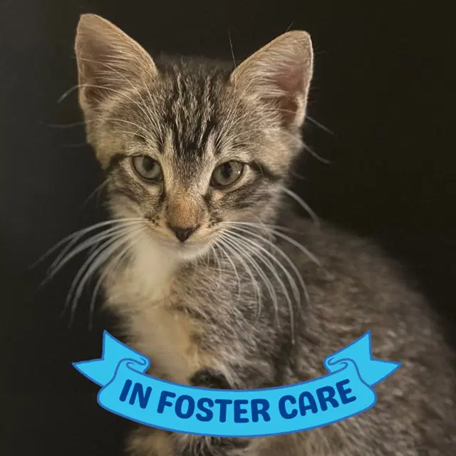 Rick - Domestic Short Hair