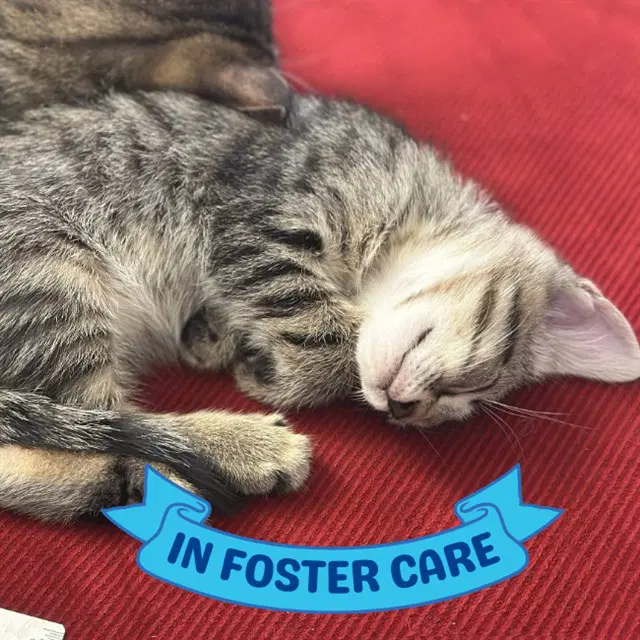 Pat - Domestic Short Hair