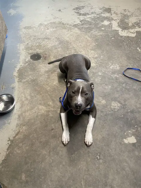 Bleu - American Staffordshire Terrier