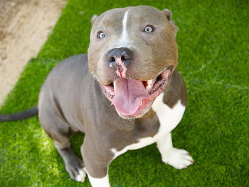 BLEU, a dog for adoption from Tallahassee-Leon Community Animal Service Center