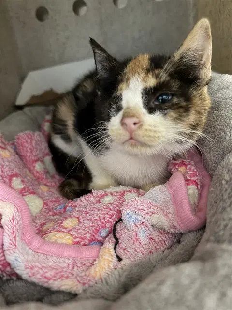 Chai - Domestic Short Hair