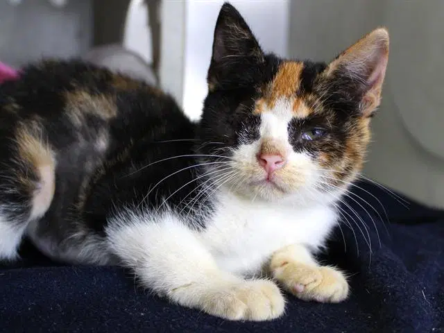 Chai - Domestic Short Hair