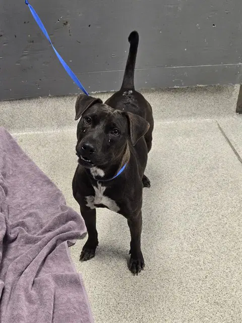 Canyon - Labrador Retriever