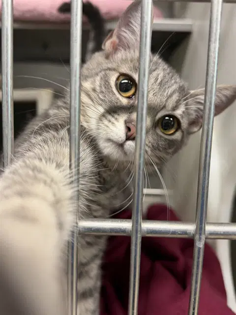 Pigeon - Domestic Short Hair