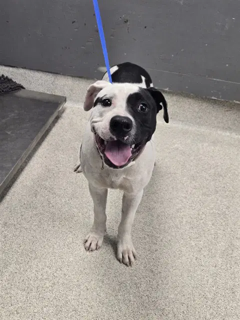 Ralph - Staffordshire Bull Terrier