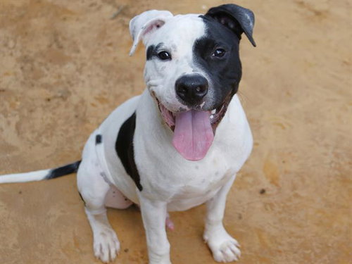 RALPH, a dog for adoption from Tallahassee-Leon Community Animal Service Center