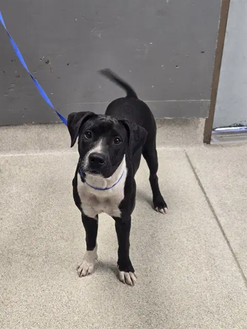 Gypsy - Staffordshire Bull Terrier