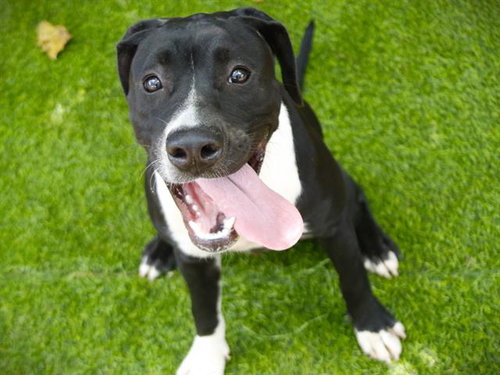 GYPSY, a dog for adoption from Tallahassee-Leon Community Animal Service Center