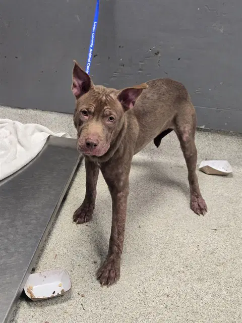 Moth - American Pit Bull Terrier