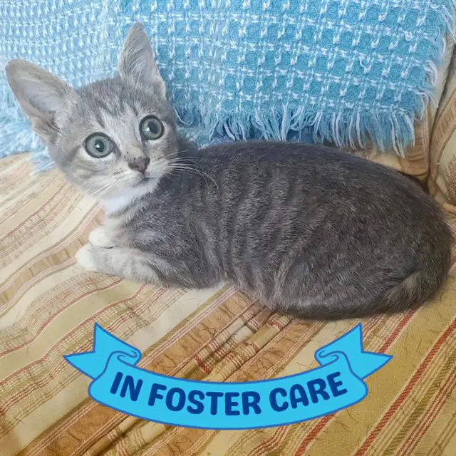 Friend - Domestic Short Hair