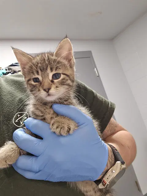 Edmund - Domestic Short Hair