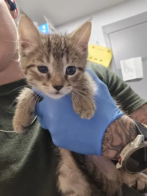 Lucy - Domestic Short Hair