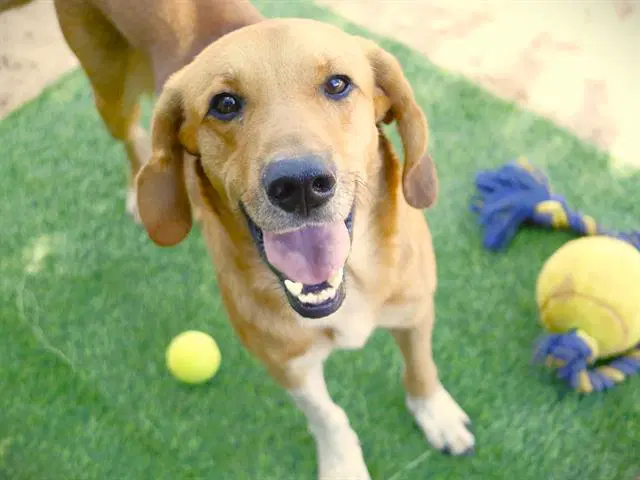 Benjamin - Labrador Retriever