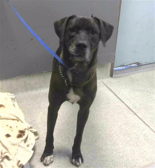 LOKI, a dog for adoption from Tallahassee-Leon Community Animal Service Center