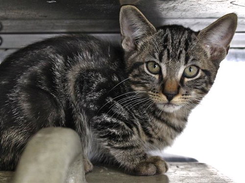 ELM, a cat for adoption from Tallahassee-Leon Community Animal Service Center