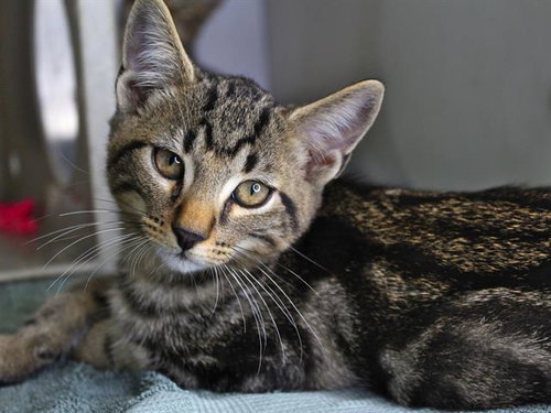 OAK, a cat for adoption from Tallahassee-Leon Community Animal Service Center