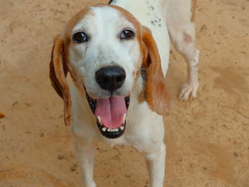 MURIEL, a dog for adoption from Tallahassee-Leon Community Animal Service Center