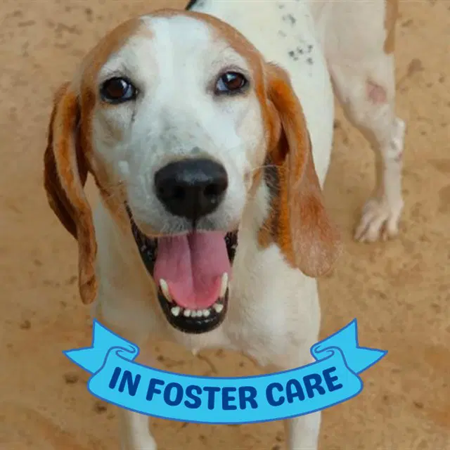 Muriel - Treeing Walker Coonhound