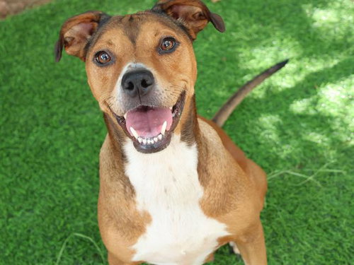 LOVEBUG, a dog for adoption from Tallahassee-Leon Community Animal Service Center