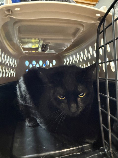 NEO, a cat for adoption from Tallahassee-Leon Community Animal Service Center
