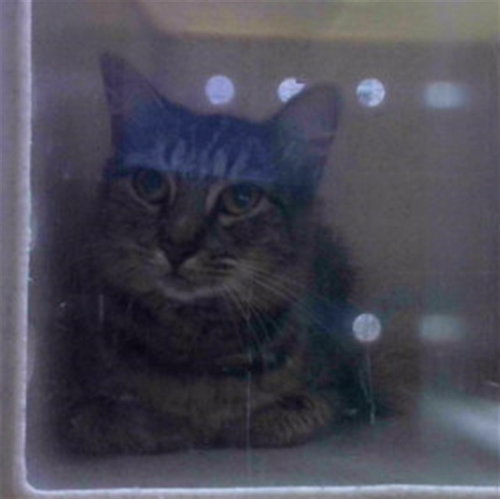 SPITFIRE, a cat for adoption from Tallahassee-Leon Community Animal Service Center
