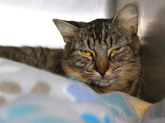 Spitfire - Domestic Short Hair