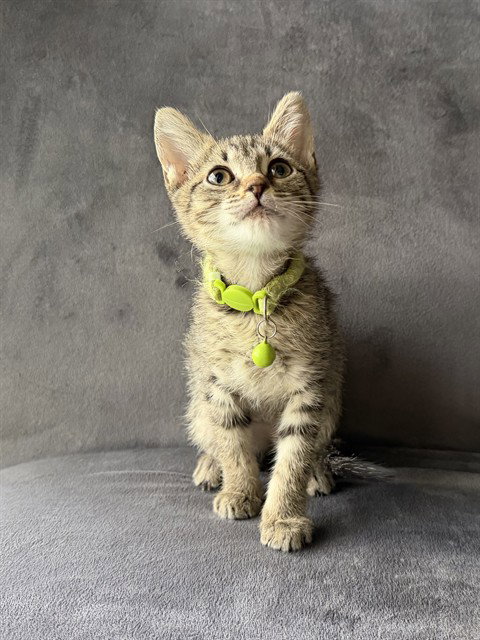 STEVIE BUDD, a cat for adoption from Tallahassee-Leon Community Animal Service Center