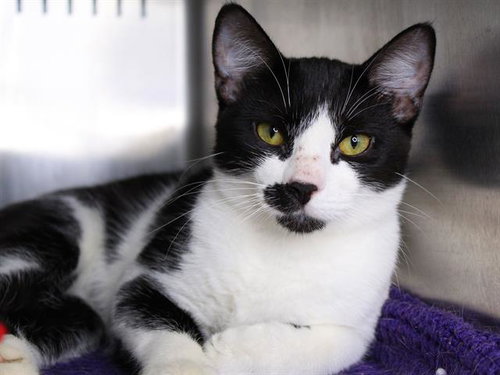 SKUNKIE, a cat for adoption from Tallahassee-Leon Community Animal Service Center