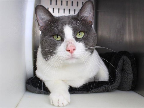 BABY, a cat for adoption from Tallahassee-Leon Community Animal Service Center