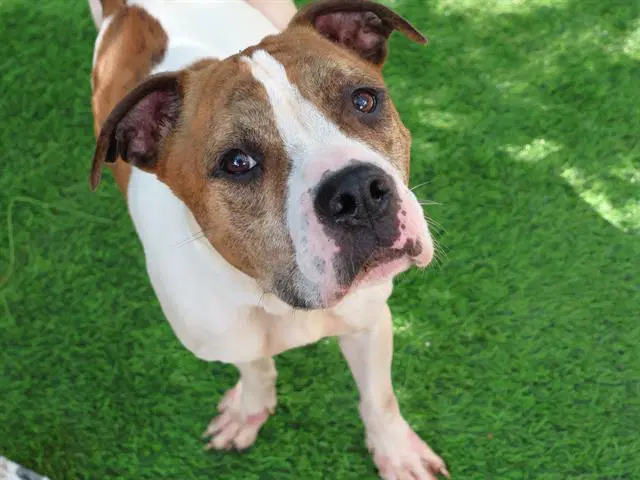 Benji - American Staffordshire Terrier
