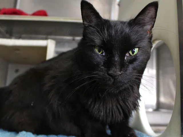 Chuckie - Domestic Long Hair