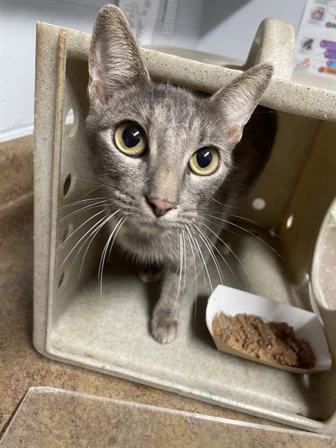 CHARDONNAY, a cat for adoption from Tallahassee-Leon Community Animal Service Center