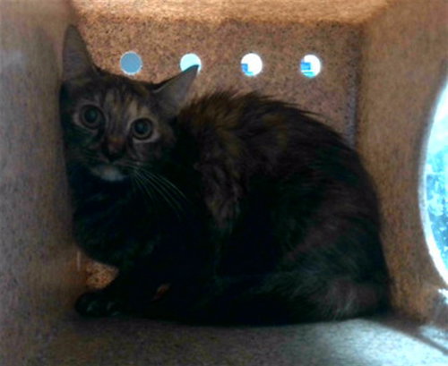 RIPLEY, a cat for adoption from Tallahassee-Leon Community Animal Service Center