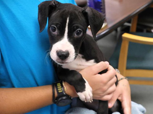 FANTA, a dog for adoption from Tallahassee-Leon Community Animal Service Center