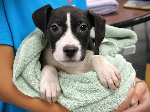 DR PEPPER, a dog for adoption from Tallahassee-Leon Community Animal Service Center