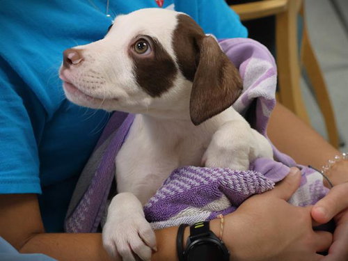 COLA, a dog for adoption from Tallahassee-Leon Community Animal Service Center