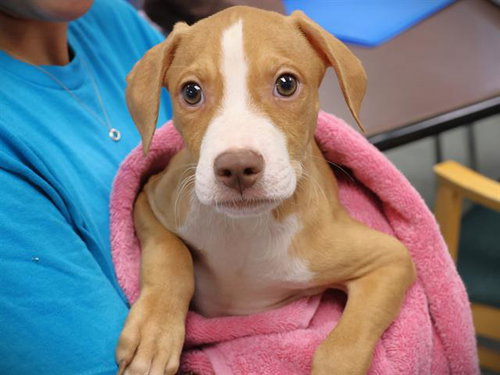 SPRITE, a dog for adoption from Tallahassee-Leon Community Animal Service Center
